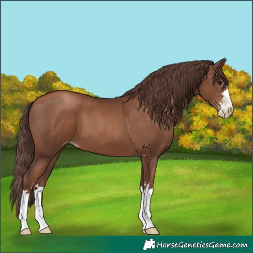 Horse Color:Gray Chocolate Black Pearl