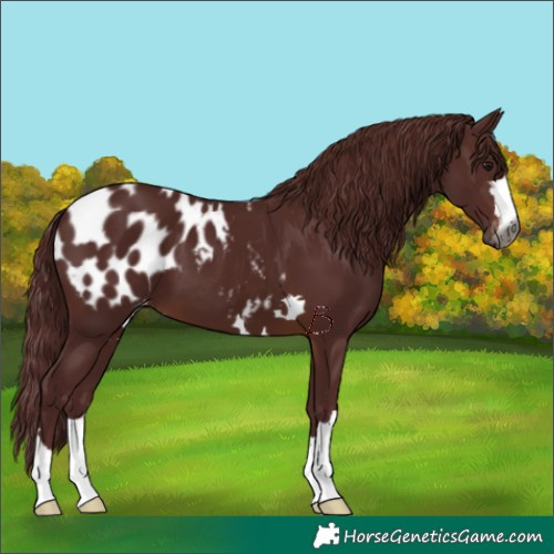 Horse Color:Gray Chocolate Brown Appaloosa