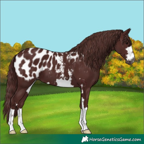 Horse Color:Gray Chocolate Black Appaloosa 