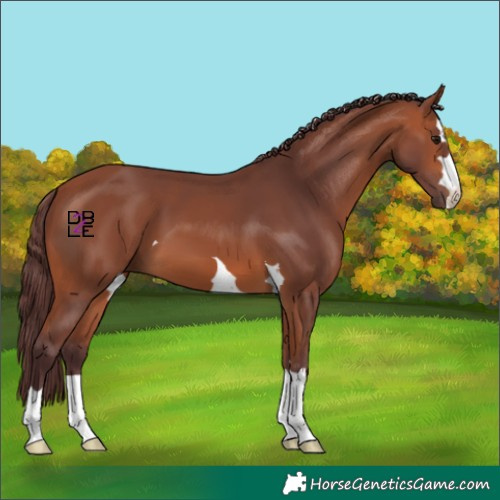 Horse Color:Chocolate Bay 