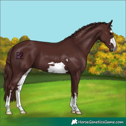 Horse Color:Gray Chocolate Black