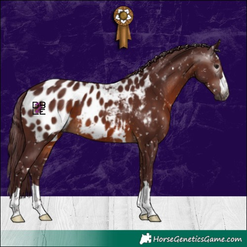 Horse Color:Gray Chocolate Brown Appaloosa 