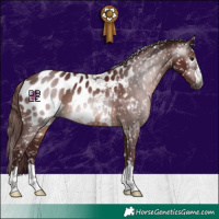 Horse Color:Gray Chocolate Brown Appaloosa 
