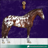 Horse Color:Gray Chocolate Brown Appaloosa 