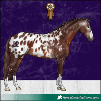 Horse Color:Gray Chocolate Brown Appaloosa 