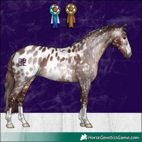 Horse Color:Gray Chocolate Brown Appaloosa