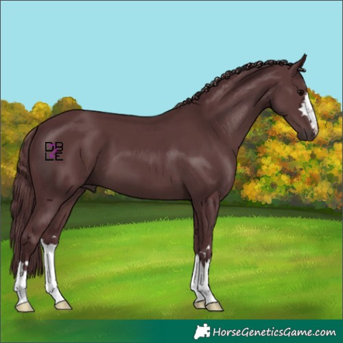 Horse Color:Chocolate Black 