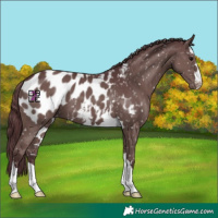 Horse Color:Chocolate Black Appaloosa 