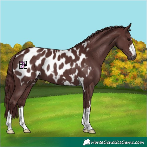Horse Color:Gray Chocolate Black Appaloosa