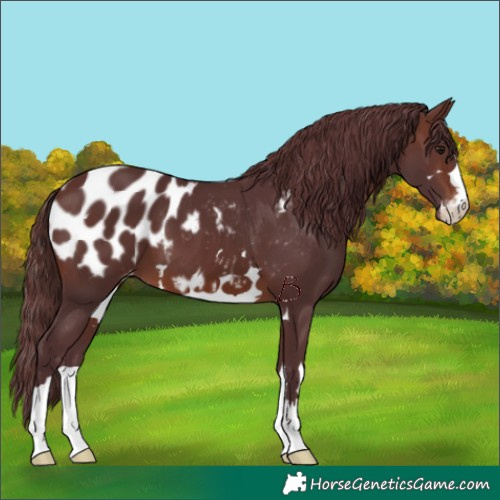 Horse Color:Chocolate Brown Appaloosa