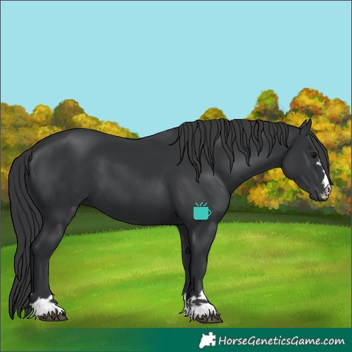 Horse Color:Black 