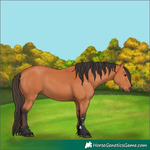 Horse Color:Bay 