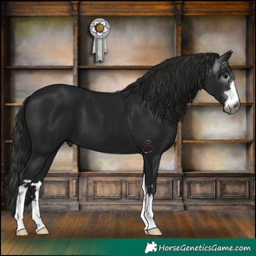 Horse Color:Gray Black 