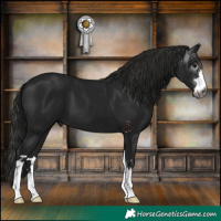 Horse Color:Gray Black 