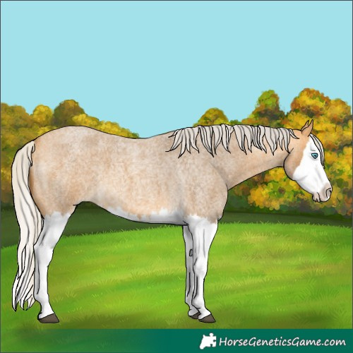 Horse Color:Silver Buckskin Roan Splash 
