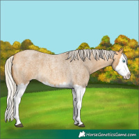 Horse Color:Silver Buckskin Roan Splash 