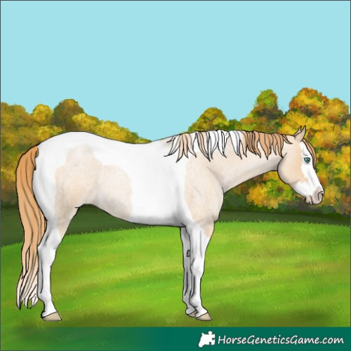 Horse Color:Smoky Blue Roan Pearl Splash Tobiano