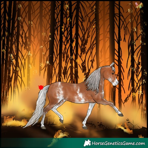 Horse Color:White Spotted Silver Bay