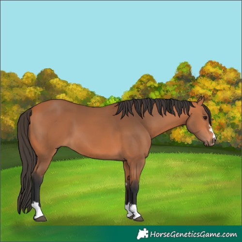 Horse Color:Bay 