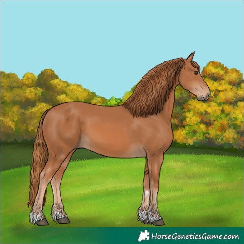 Horse Color:Chestnut 