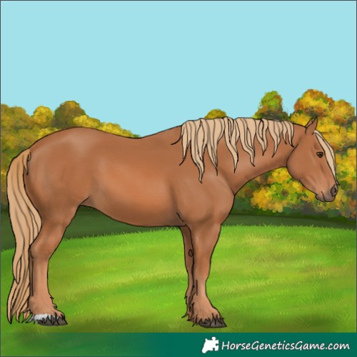 Horse Color:Chestnut 