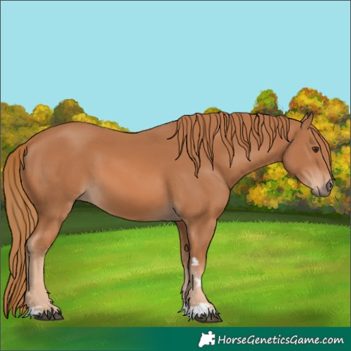 Horse Color:Chestnut 