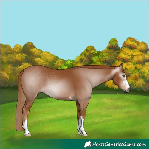Horse Color:Gray Chestnut 
