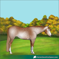 Horse Color:Gray Chestnut