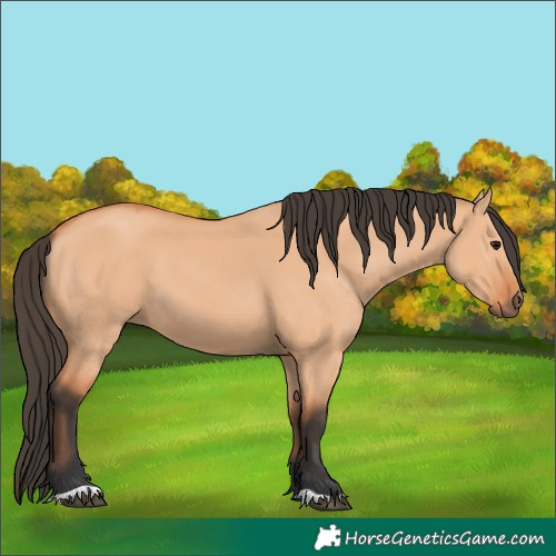 Horse Color:Bay Dun