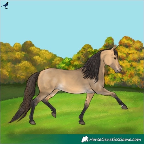 Horse Color:Buckskin Dun 