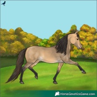 Horse Color:Buckskin Dun 