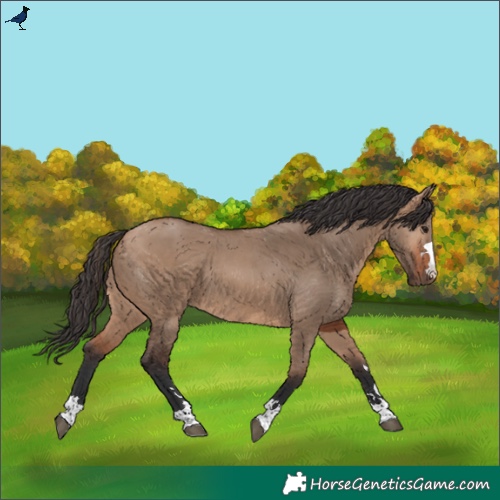 Horse Color:Bay Dun 