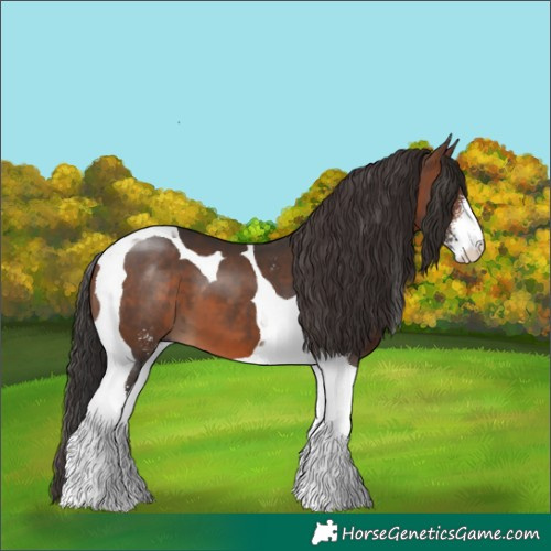 Horse Color:Brown Sabino Tobiano
