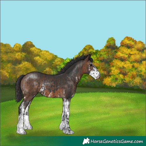 Horse Color:Black  and Brown Sabino 