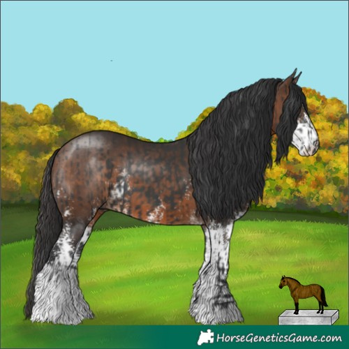 Horse Color:Black  and Brown Sabino 