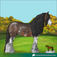 Horse Color:Black and Brown Sabino