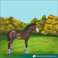 Horse Color:Black and Bay Sabino