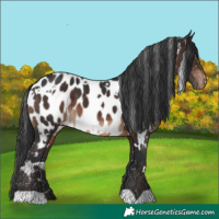 Horse Color:White Spotted Brown Appaloosa 