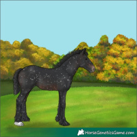 Horse Color:Brown Appaloosa