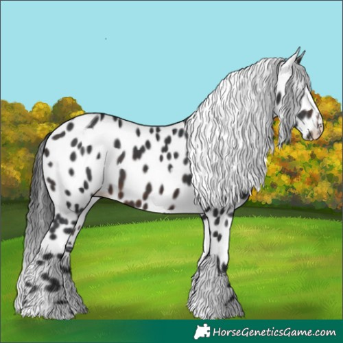 Horse Color:White Spotted Brown Sabino Appaloosa