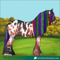 Horse Color:Painted White Spotted Brown Appaloosa