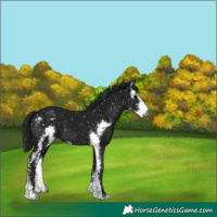 Horse Color:Gray Brown Sabino Snowflake Varnish 