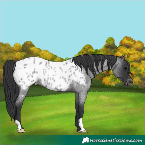 Horse Color:Blue Roan Appaloosa Rabicano