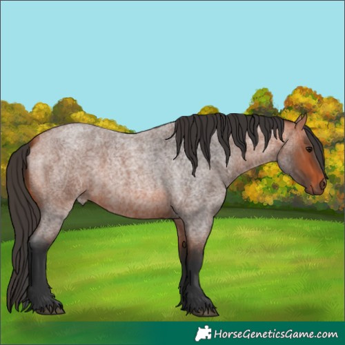 Horse Color:Bay Roan 