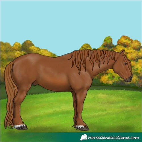 Horse Color:Gray Chestnut 