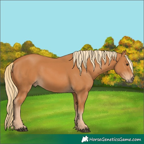 Horse Color:Chestnut 