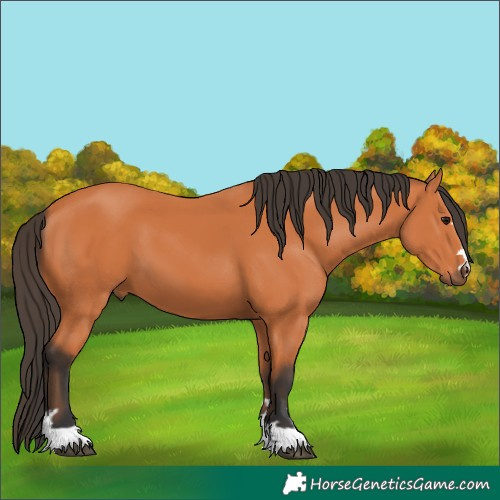 Horse Color:Bay 