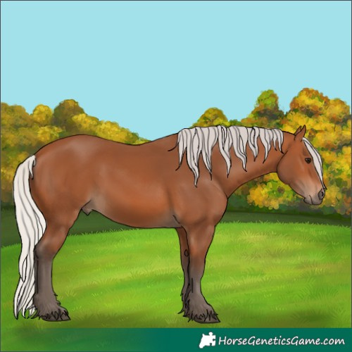 Horse Color:Silver Bay 