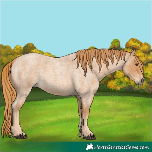 Horse Color:Red Roan