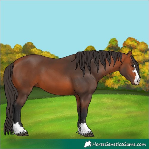 Horse Color:Bay 